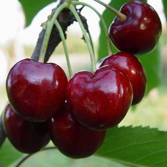 Черешня Бряночка (в тубе)